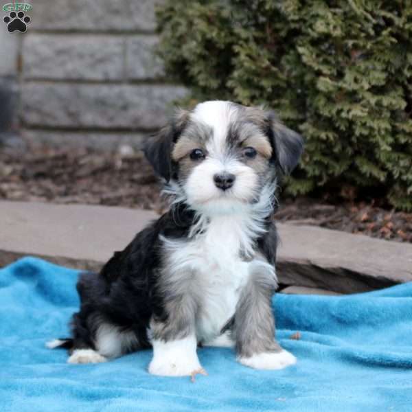 Finley, Havanese Puppy