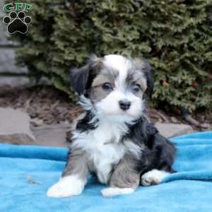 Finley, Havanese Puppy