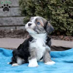 Finley, Havanese Puppy