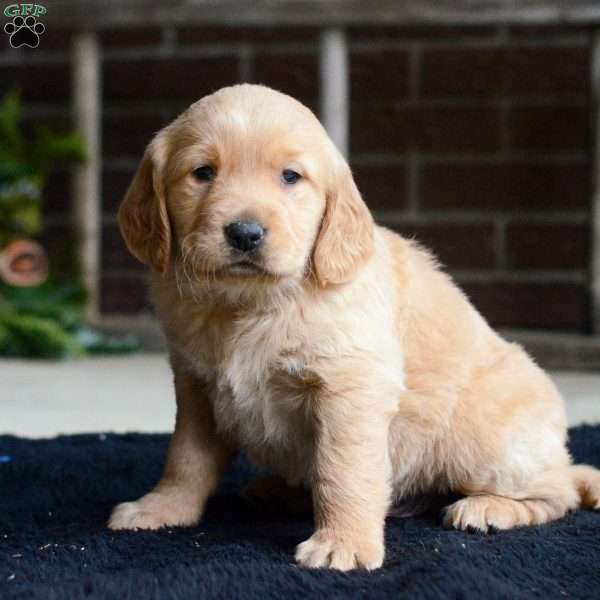 Finn, Golden Retriever Puppy