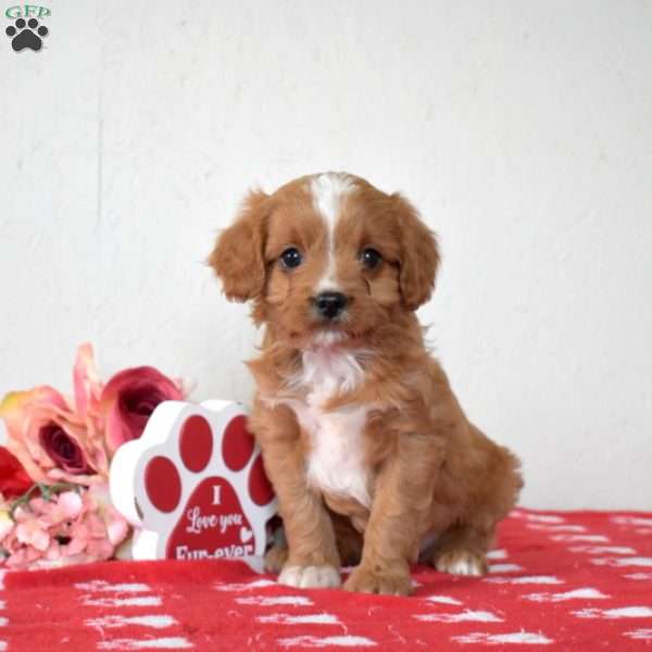 Finn, Cavapoo Puppy