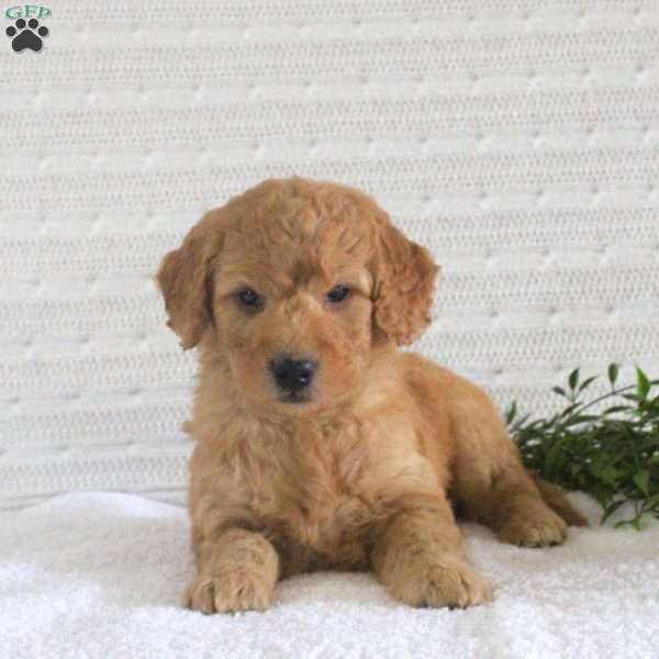 Finn, Mini Goldendoodle Puppy