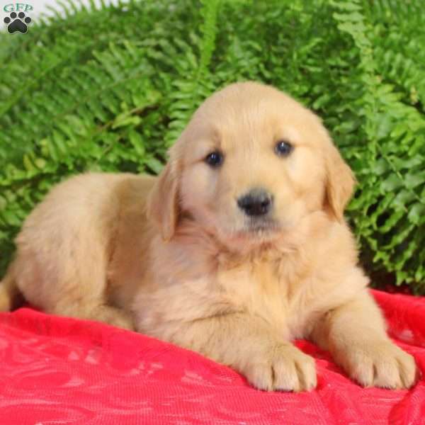 Finn, Golden Retriever Puppy