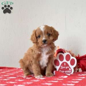 Finn, Cavapoo Puppy