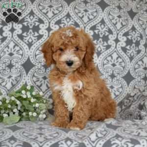 Finn, Mini Goldendoodle Puppy