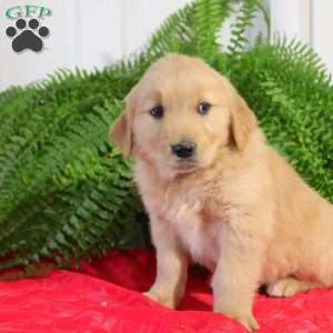 Finn, Golden Retriever Puppy