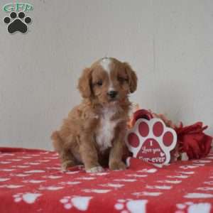 Finn, Cavapoo Puppy