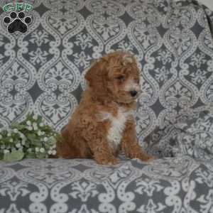 Finn, Mini Goldendoodle Puppy