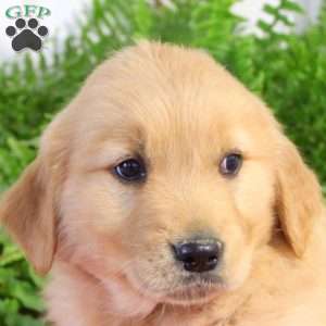 Finn, Golden Retriever Puppy