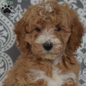 Finn, Mini Goldendoodle Puppy