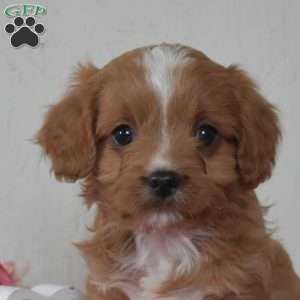 Finn, Cavapoo Puppy