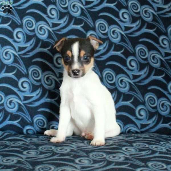 Finnick, Toy Fox Terrier Puppy