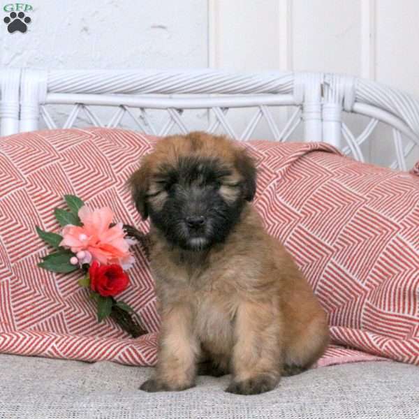 Fiona, Soft Coated Wheaten Terrier Puppy