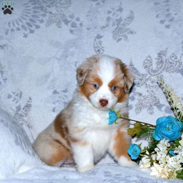 Fiona, Miniature Australian Shepherd Puppy