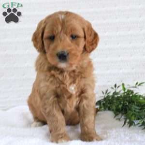 Fiona, Mini Goldendoodle Puppy