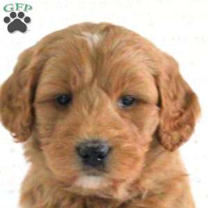 Fiona, Mini Goldendoodle Puppy