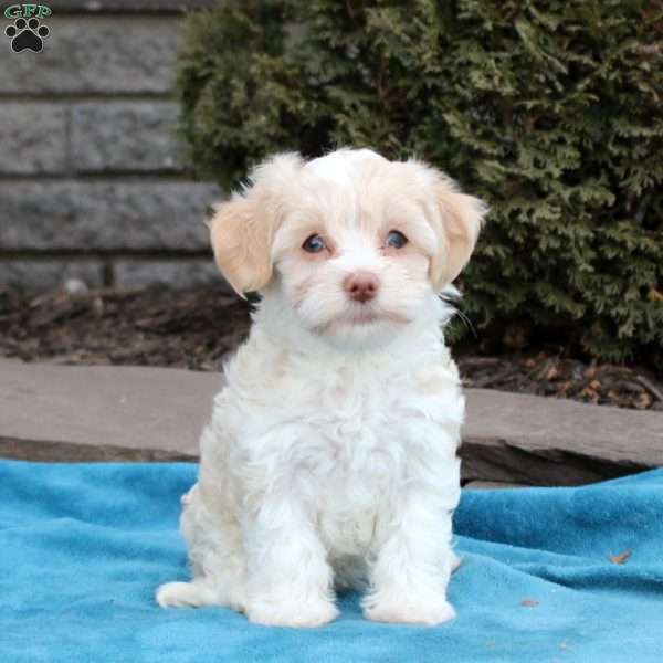 Fiona, Havanese Puppy