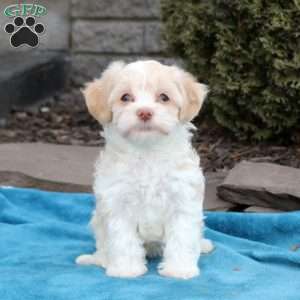 Fiona, Havanese Puppy