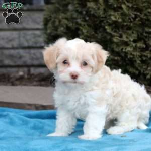 Fiona, Havanese Puppy