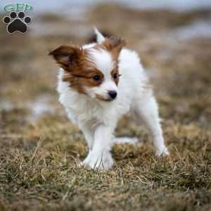 Firman, Papillon Puppy