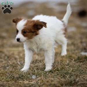 Firman, Papillon Puppy