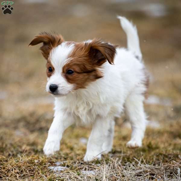 Firman, Papillon Puppy