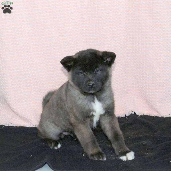 Fizz, Akita Puppy