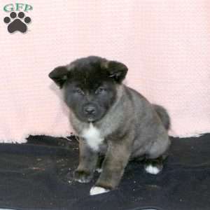 Fizz, Akita Puppy