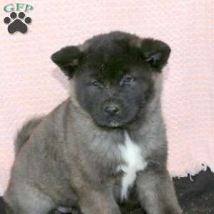 Fizz, Akita Puppy