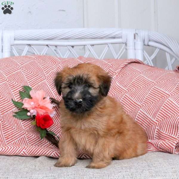 Flame, Soft Coated Wheaten Terrier Puppy