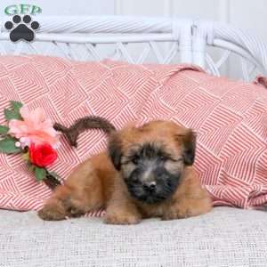 Flame, Soft Coated Wheaten Terrier Puppy