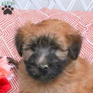 Flame, Soft Coated Wheaten Terrier Puppy