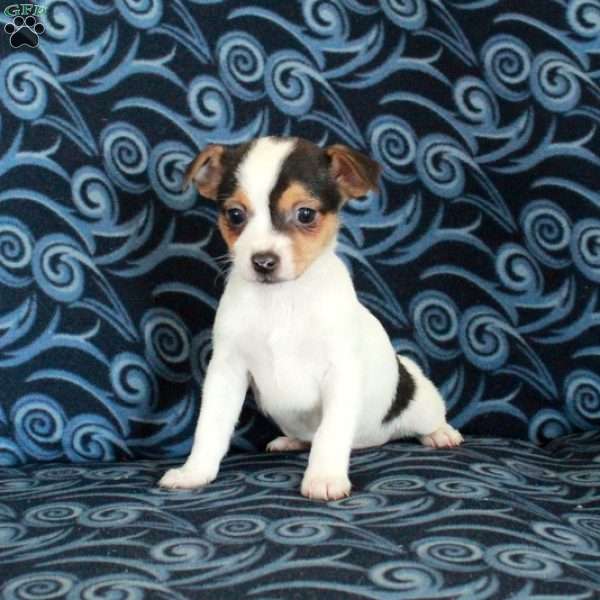 Fletcher, Toy Fox Terrier Puppy