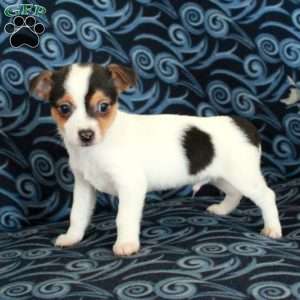 Fletcher, Toy Fox Terrier Puppy