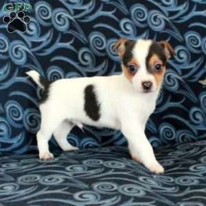 Fletcher, Toy Fox Terrier Puppy