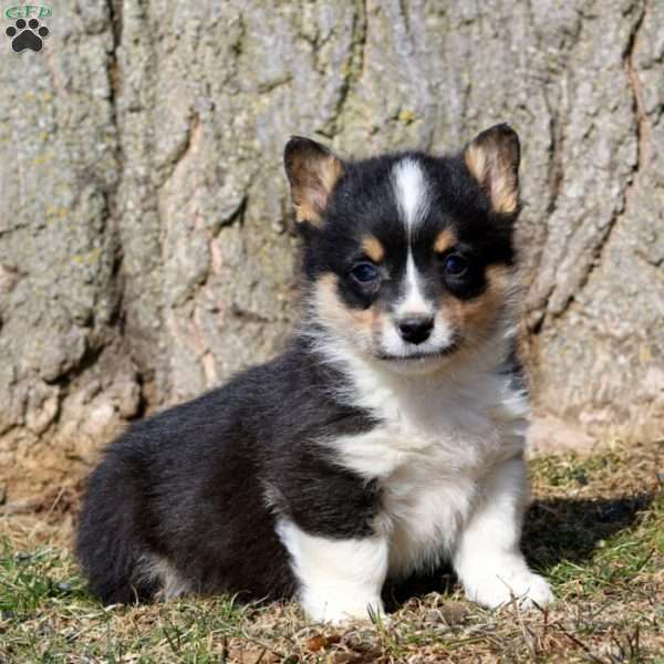 Flicker, Pembroke Welsh Corgi Puppy