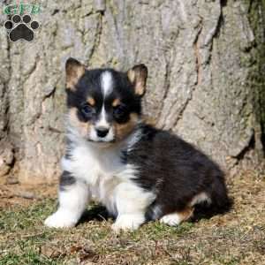 Flicker, Pembroke Welsh Corgi Puppy