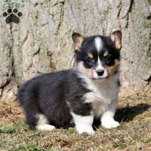 Flicker, Pembroke Welsh Corgi Puppy