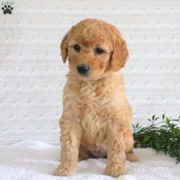 Flora, Mini Goldendoodle Puppy