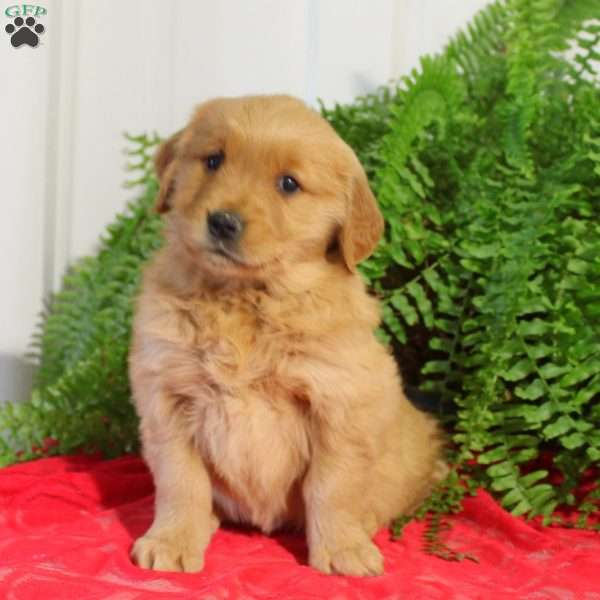 Flora, Golden Retriever Puppy