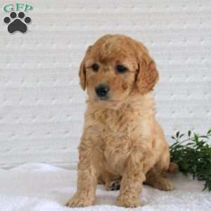 Flora, Mini Goldendoodle Puppy