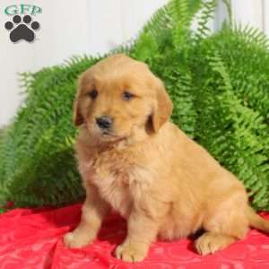 Flora, Golden Retriever Puppy