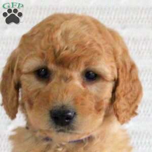 Flora, Mini Goldendoodle Puppy