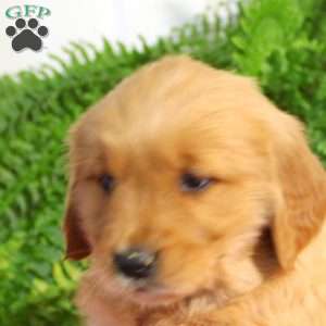 Flora, Golden Retriever Puppy