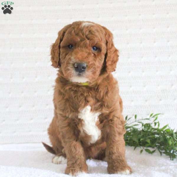 Ford, Mini Goldendoodle Puppy