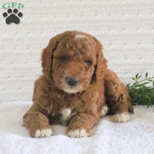 Ford, Mini Goldendoodle Puppy