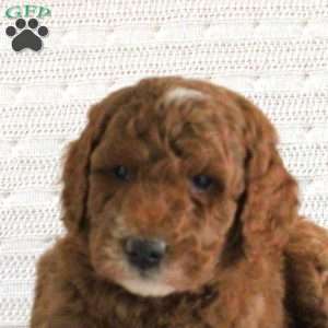 Ford, Mini Goldendoodle Puppy