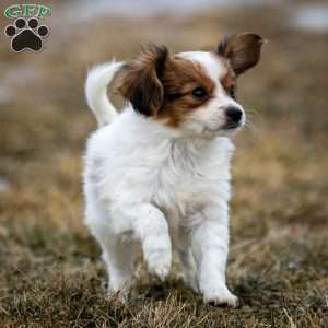 Forest, Papillon Puppy