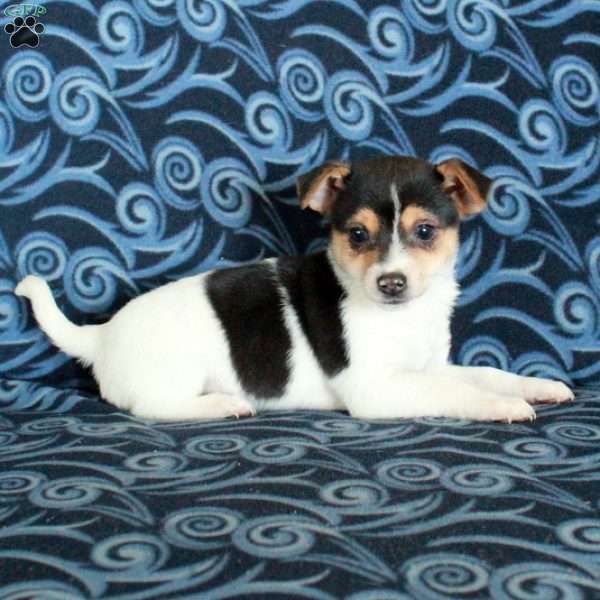 Foster, Toy Fox Terrier Puppy