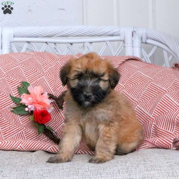 Foster, Soft Coated Wheaten Terrier Puppy